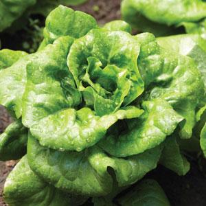 Lettuce Seeds Buttercrunch Vegetable Seeds
