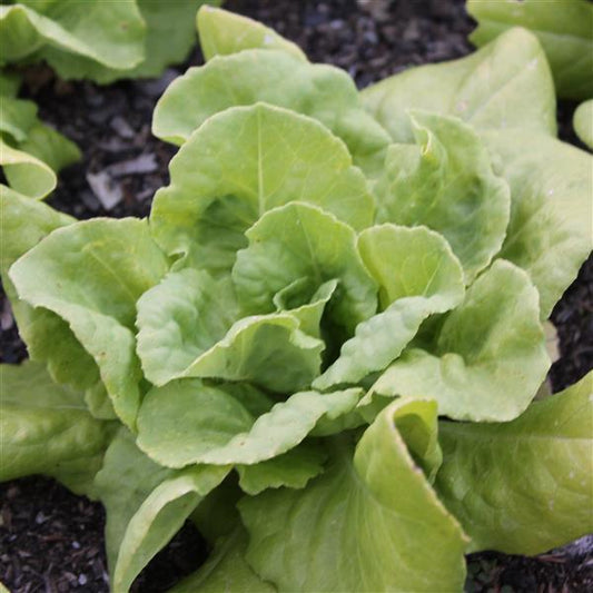 Lettuce Seeds Butter King Vegetable Seeds
