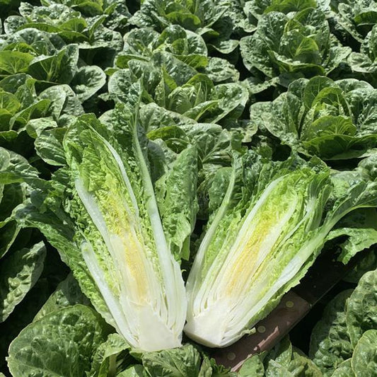 Lettuce Seeds Cardinal Vegetable Seeds