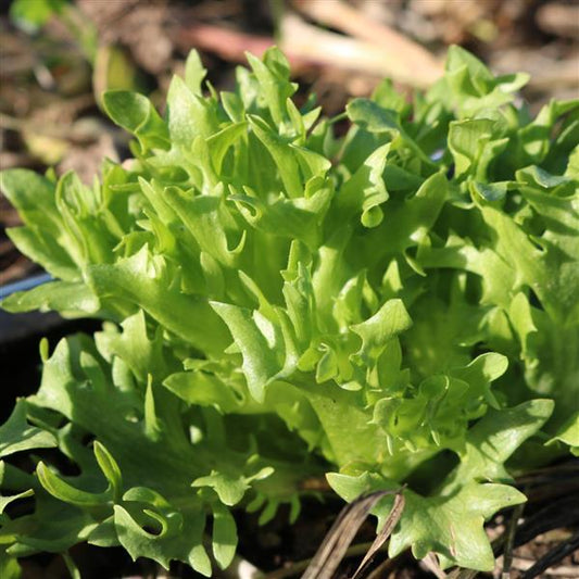 Lettuce Seeds Frillice Vegetable Seeds