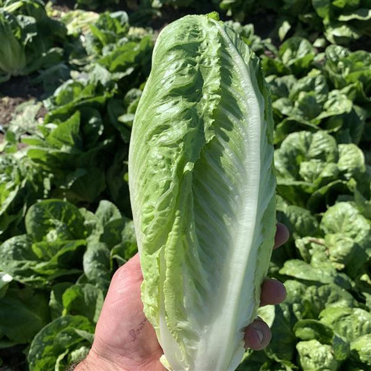 Lettuce Seeds Grackle Vegetable Seeds