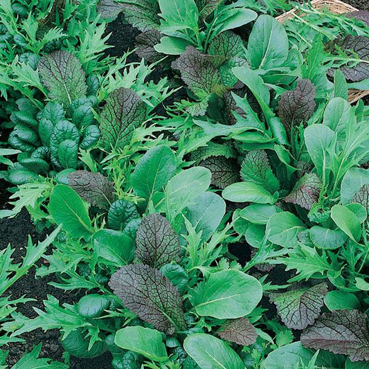 Lettuce Seeds Mesclun Blend Vegetable Seeds