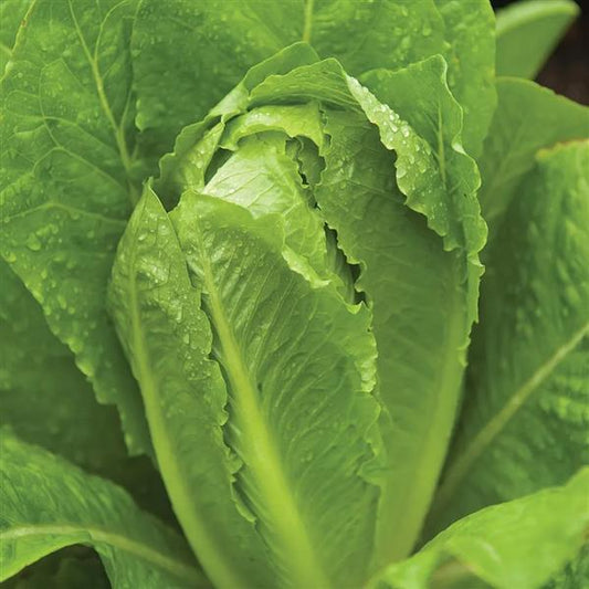 Lettuce Seeds Parris Island Cos Vegetable Seeds