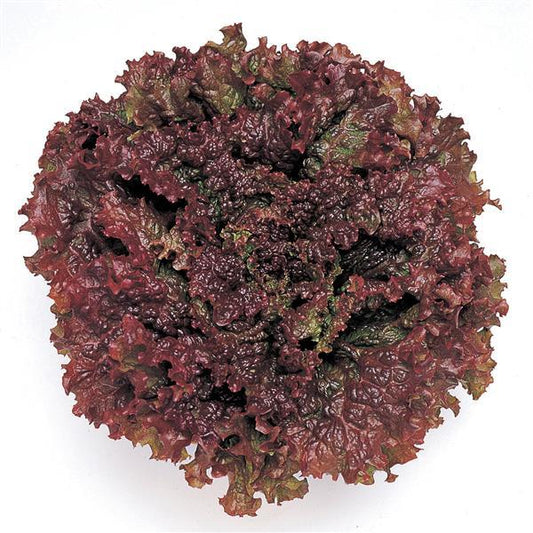 Lettuce Seeds Red Fire Vegetable Seeds