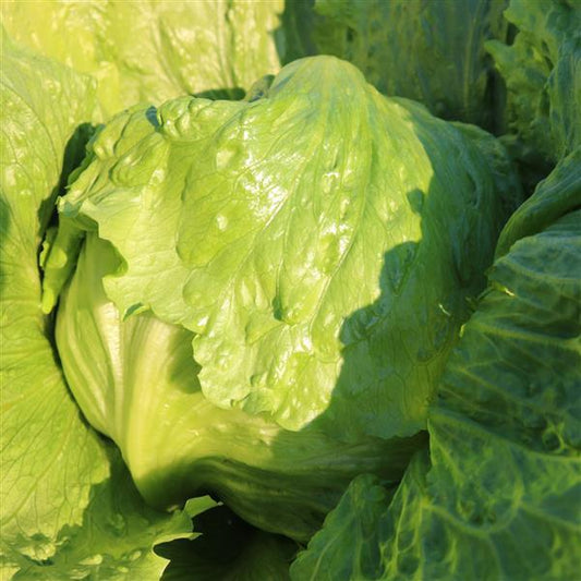 Lettuce Seeds Slot Machine Vegetable Seeds