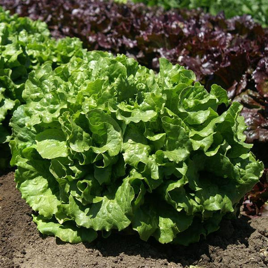 Lettuce Seeds Starstruck Vegetable Seeds
