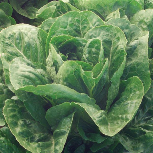 Lettuce Seeds Valley Heart Vegetable Seeds
