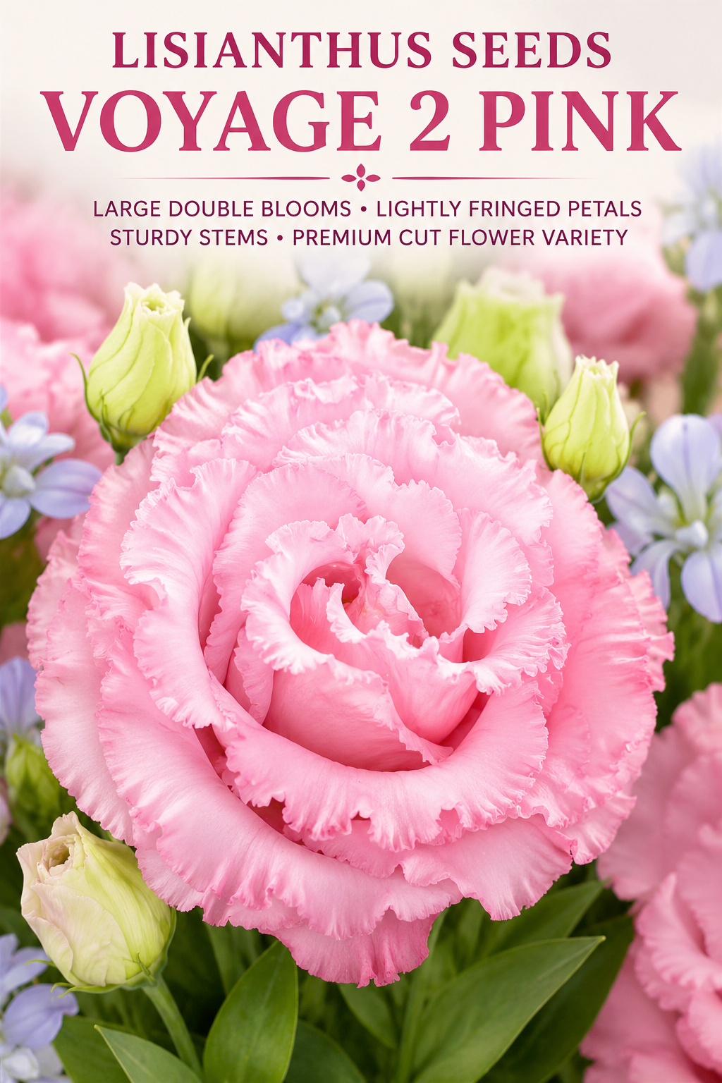 Lisianthus Seeds Voyage 2 Pink Pelleted Seeds