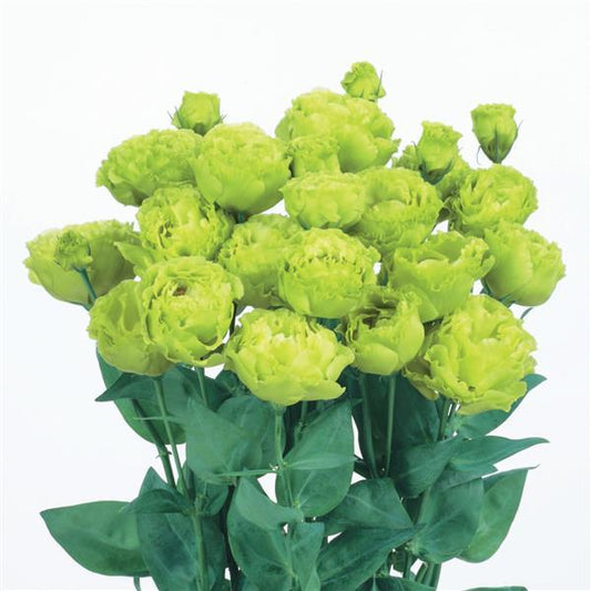 Bulk Lisianthus Seeds Lisianthus Rosanne Green 1,000 Pelleted Seeds