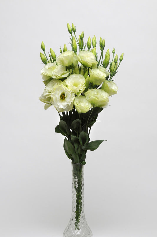 Bulk Lisianthus Seeds Lisianthus ABC Green Pelleted Seeds