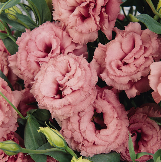 1,000 Bulk Lisianthus Seeds Lisianthus ABC Rose Pelleted Seeds