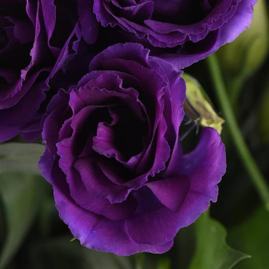 Bulk Lisianthus Seeds Lisianthus Can Can Purple Pelleted Seeds