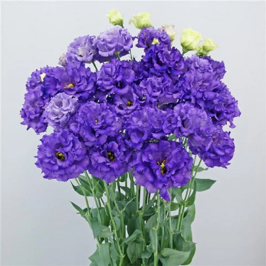 Bulk Lisianthus Seeds Lisianthus Celebrity Violet Pelleted Seeds