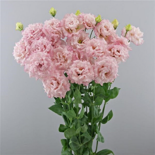 Bulk Lisianthus Seeds Lisianthus Celebrity Pink Pelleted Seeds