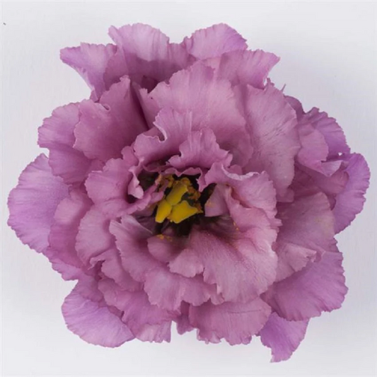 Bulk Lisianthus Seeds Lisianthus Celebrity Grape Pelleted Seeds