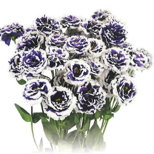 Bulk Lisianthus Seeds Lisianthus Celebrity Turn Blue Pelleted Seeds
