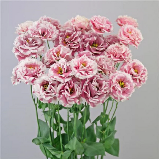 Bulk Lisianthus Seeds Lisianthus Celebrity Turn Red Pelleted Seeds