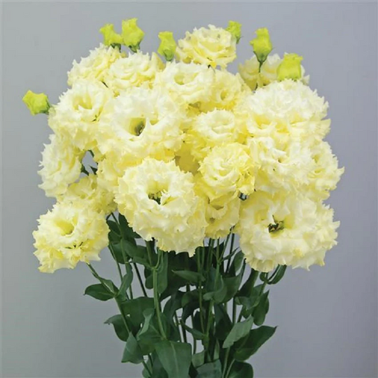 Bulk Lisianthus Seeds Lisianthus Celebrity Yellow Pelleted Seeds