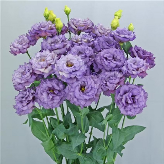 Bulk Lisianthus Seeds Lisianthus Celebrity Metallic Blue Pelleted Seeds