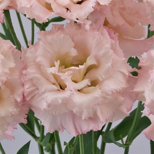 Bulk Lisianthus Seeds Lisianthus Celebrity Misty Pink Pelleted Seeds