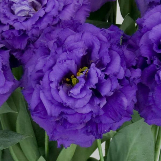 Bulk Lisianthus Seeds Lisianthus Celebrity Navy Pelleted Seeds
