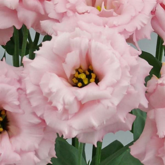 Bulk Lisianthus Seeds Lisianthus Celebrity Pretty Pelleted Seeds