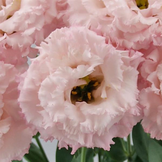 Bulk Lisianthus Seeds Lisianthus Celebrity Queen Pelleted Seeds