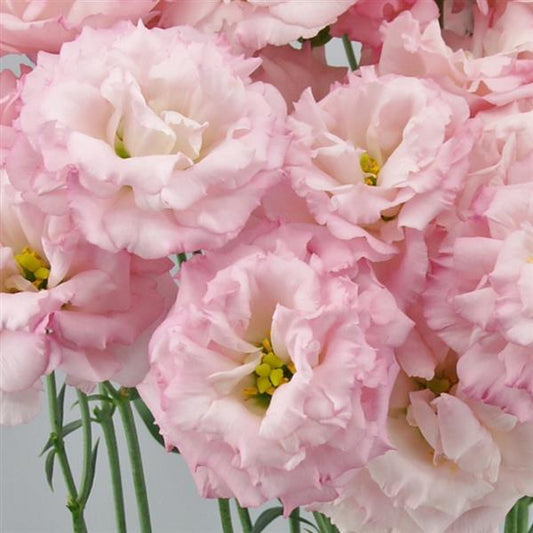 Bulk Lisianthus Seeds Lisianthus Celebrity Sakura Pink Pelleted Seeds