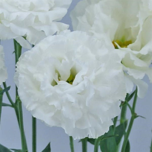 Bulk Lisianthus Seeds Lisianthus Celebrity Vanilla Pelleted Seeds