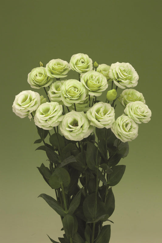 Bulk Lisianthus Seeds Lisianthus Croma Green Pelleted Seeds