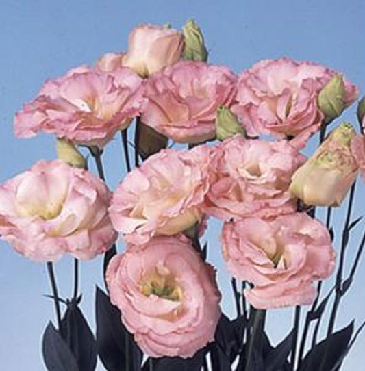 Bulk Lisianthus Seeds Lisianthus Echo Champagne Pelleted Seeds
