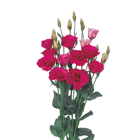 Bulk Lisianthus Seeds Lisianthus Mariachi Carmine Pelleted Seeds