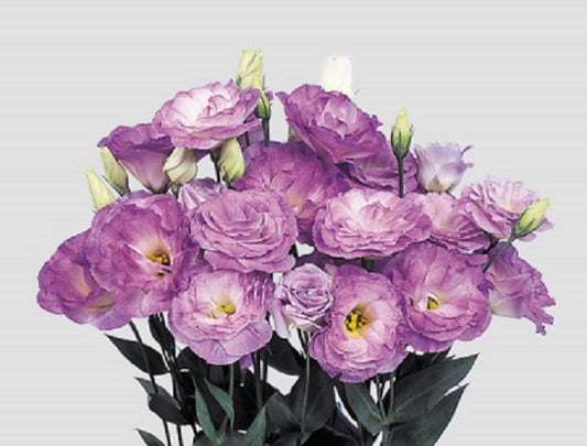 Bulk Lisianthus Seeds Lisianthus Mariachi Misty Blue Pelleted Seeds