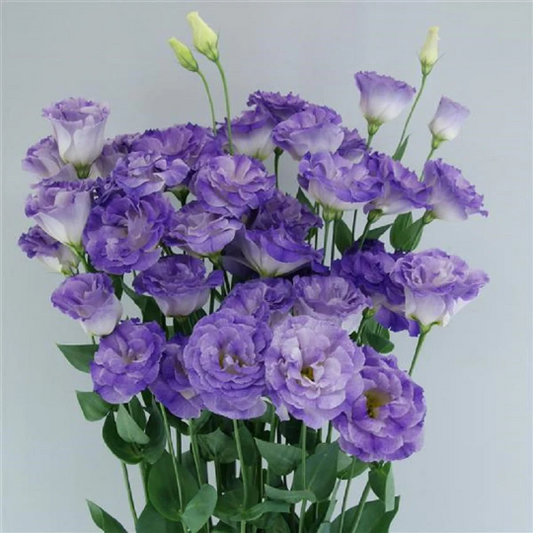 Bulk Lisianthus Seeds Lisianthus Megalo Blue Flash 1,000 Pelleted Seeds