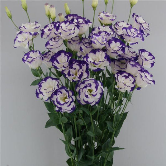 Bulk Lisianthus Seeds Lisianthus Megalo Blue Picotee 1,000 Pelleted Seeds