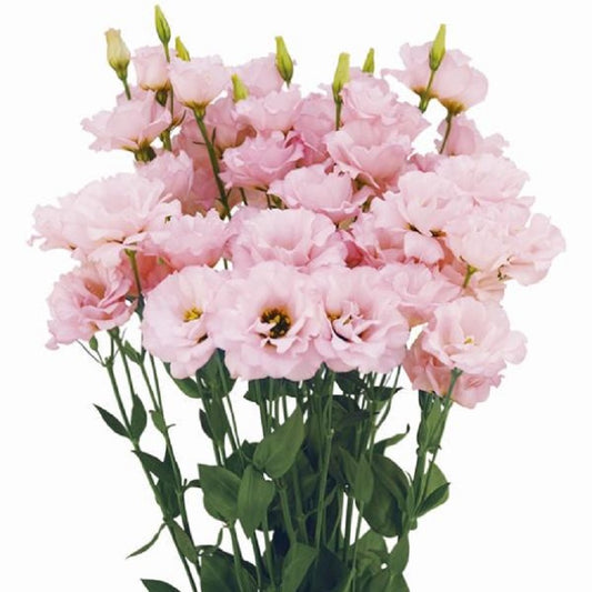 Bulk Lisianthus Seeds Lisianthus Megalo Cherry 1,000 Pelleted Seeds