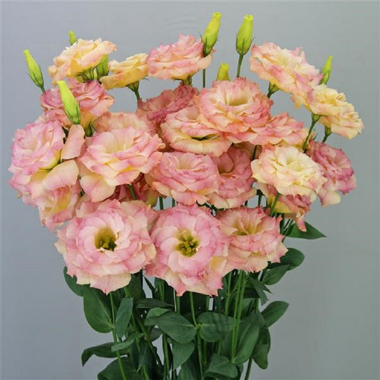 Bulk Lisianthus Seeds Lisianthus Megalo Deep Orange 1,000 Pelleted Seeds