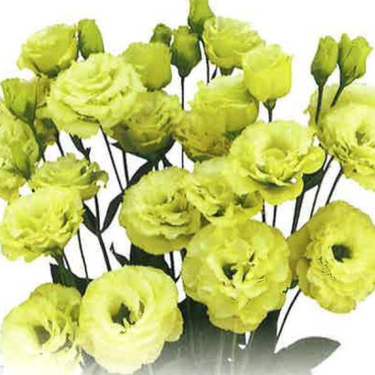Bulk Lisianthus Seeds Lisianthus Megalo Lime 1,000 Pelleted Seeds