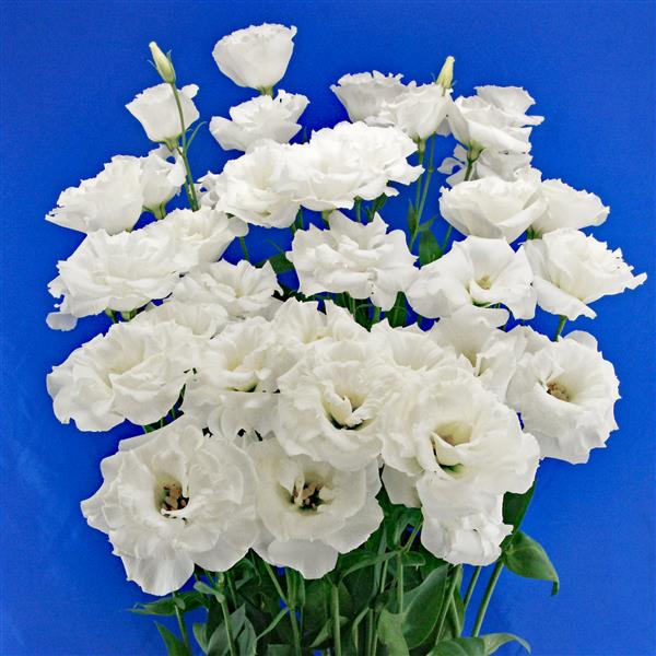 Bulk Lisianthus Seeds Lisianthus Megalo Propose 1,000 Pelleted Seeds