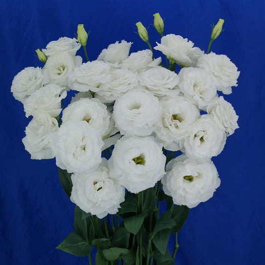 Bulk Lisianthus Seeds Lisianthus Megalo White 1,000 Pelleted Seeds