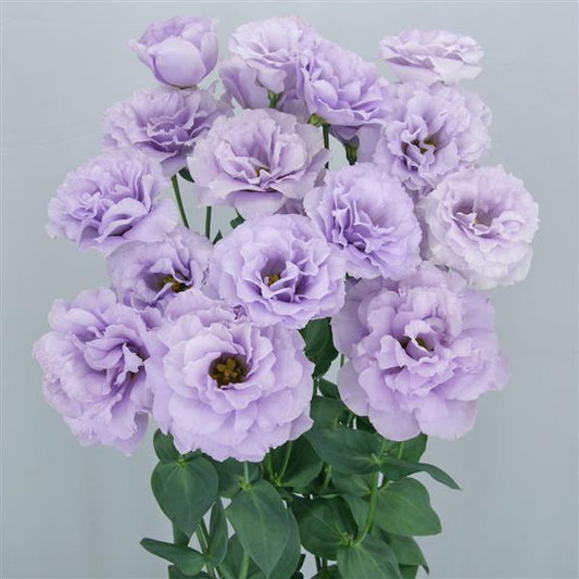 Bulk Lisianthus Seeds Lisianthus Megalo Wisteria 1,000 Pelleted Seeds