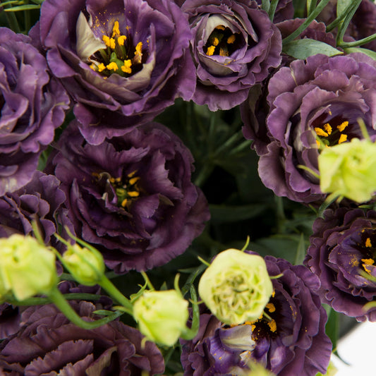 Bulk Lisianthus Seeds Lisianthus Rosanne Black Pearl 1,000 Pelleted Seeds
