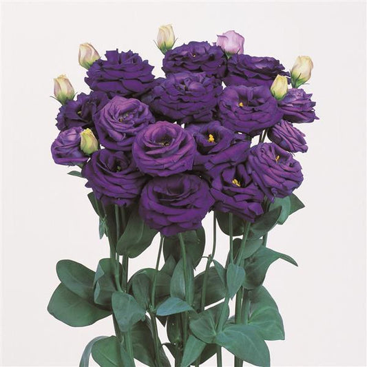 Bulk Lisianthus Seeds Lisianthus Rosita Blue 1,000 Pelleted Seeds
