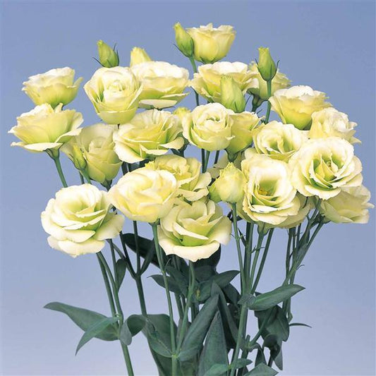 Bulk Lisianthus Seeds Lisianthus Rosita Jade 1,000 Pelleted Seeds
