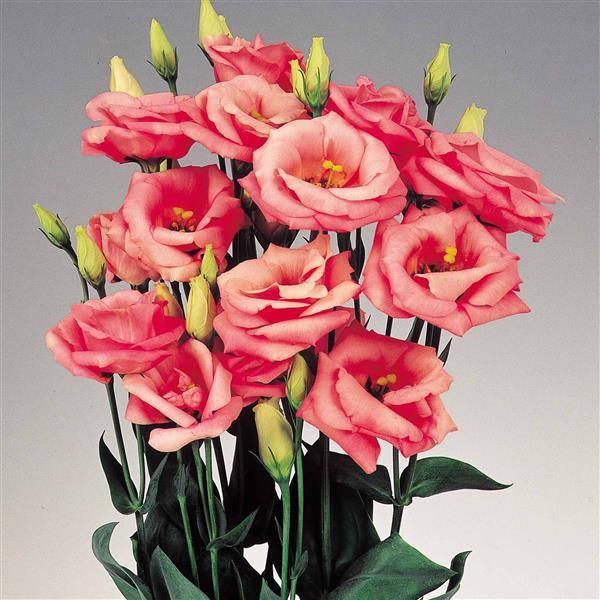 Bulk Lisianthus Seeds Lisianthus Rosita Pink 1,000 Pelleted Seeds