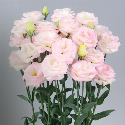 Bulk Lisianthus Seeds Lisianthus Rosita Pink Flash 1,000 Pelleted Seeds