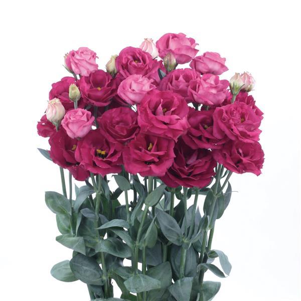 Bulk Lisianthus Seeds Lisianthus Rosita Red 1,000 Pelleted Seeds