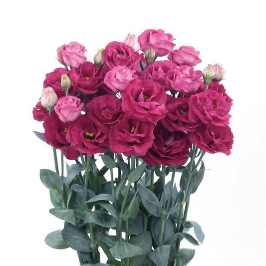 Bulk Lisianthus Seeds Lisianthus Rosita Red 1,000 Pelleted Seeds