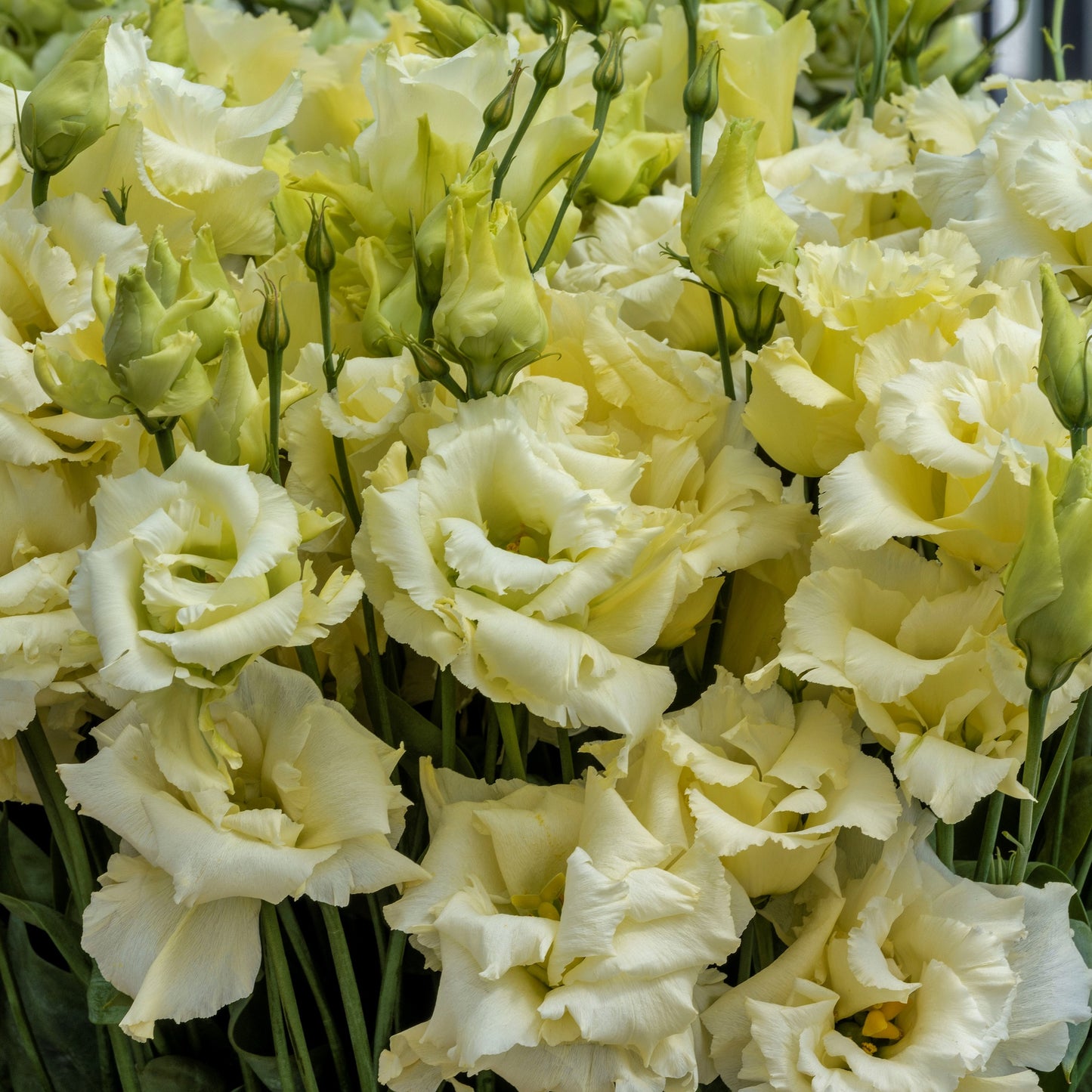 Bulk Lisianthus Seeds Lisianthus Rosita Yellow 1,000 Pelleted Seeds