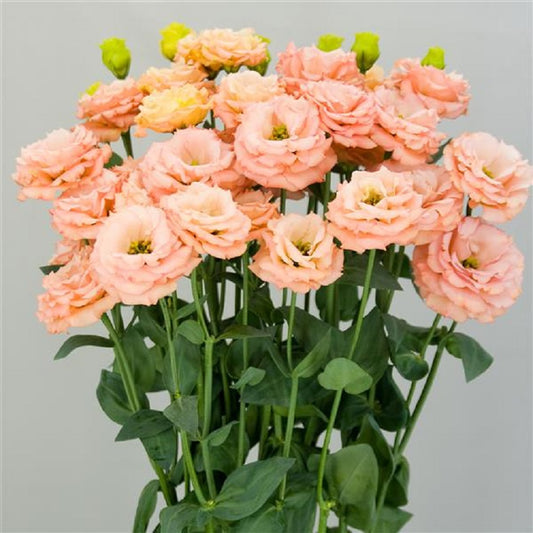 Lisianthus Seeds Lisianthus Sabrina Orange 1,000 Pelleted Seeds